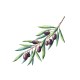 HUILE D'OLIVE BIOLOGIQUE HARMONY